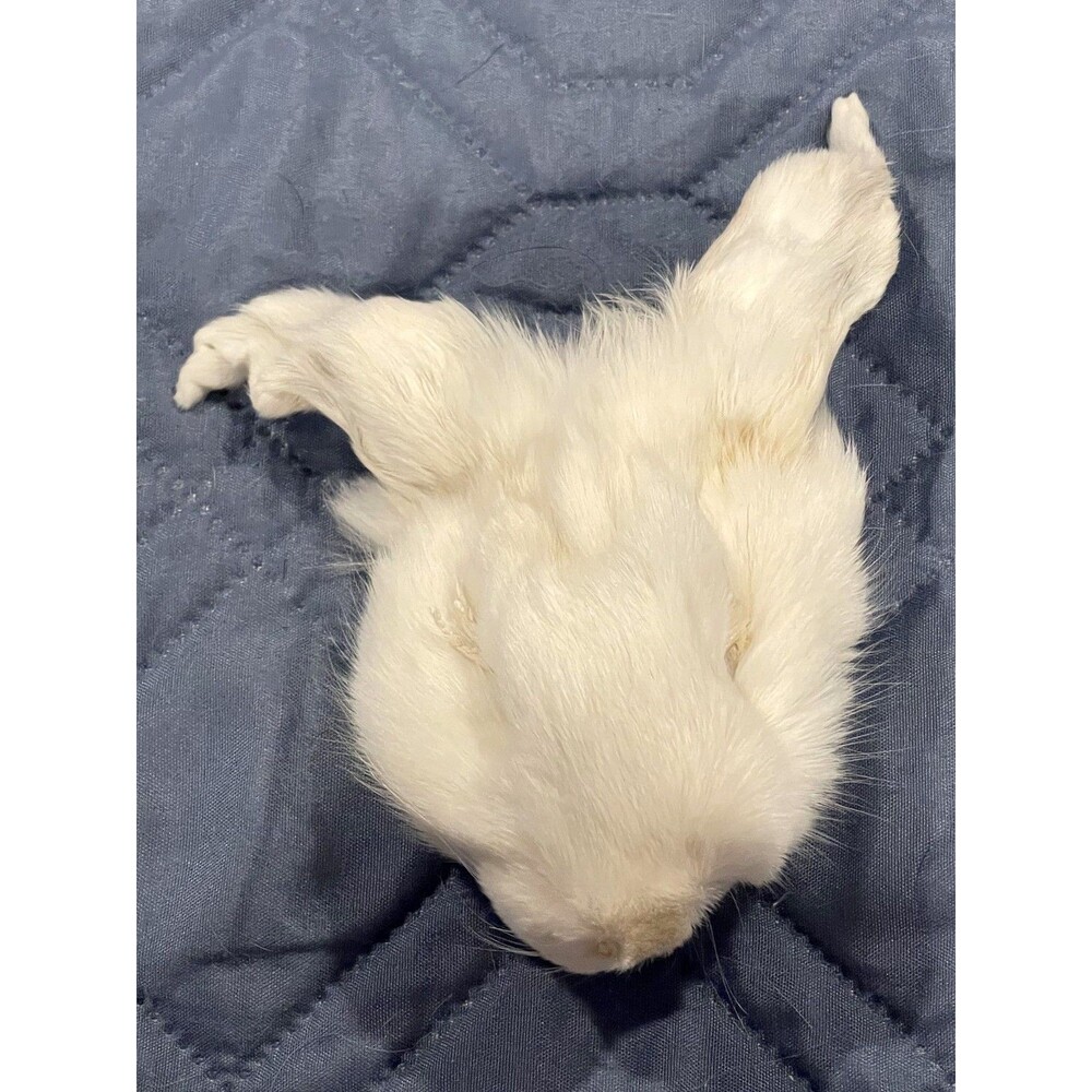 Genuine White Rabbit Face Cream Pelt Real Fur Taxidermy Oddities Curios Craft